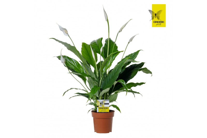 Spathiphyllum sweet chico 5+ bloem - Zonder hoes + Concorde etiket Spathiphyllum sweet chico 5+ bloem - Zonder hoes + Concorde etiket