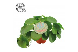 Pilea peperomioides + nederlands etiket