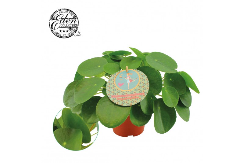 Pilea peperomioides + nederlands etiket 