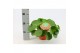 Pilea peperomioides + nederlands etiket 