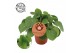 Pilea peperomioides + frans etiket 