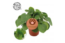 Pilea peperomioides + frans etiket