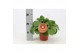 Pilea peperomioides + frans etiket 
