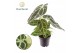 Anthurium Anthurium Chrystallinum 1 bl. overig pp 