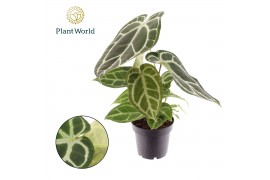 Anthurium Anthurium Chrystallinum 1 bl. overig pp