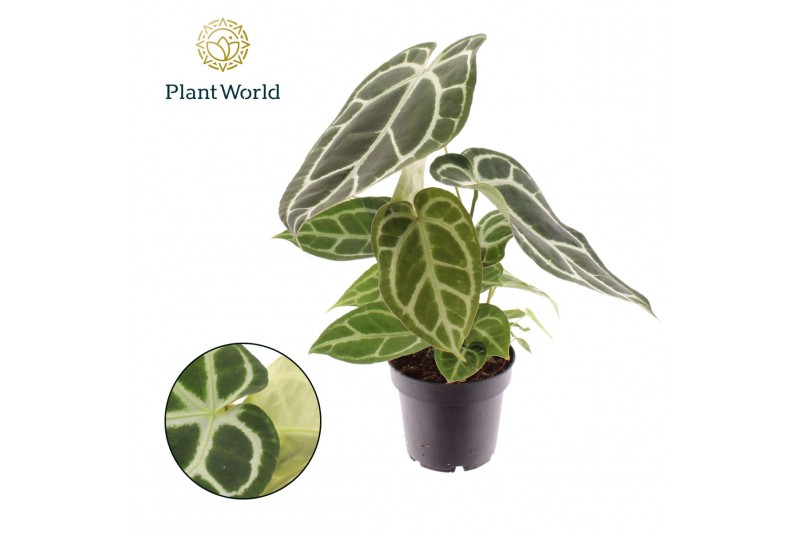 Anthurium Anthurium Chrystallinum 1 bl. overig pp Anthurium Anthurium Chrystallinum 1 bl. overig pp