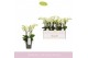 Phalaenopsis multiflora boquetto beauty 3-5 tak 