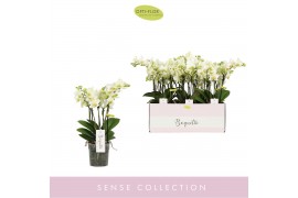 Phalaenopsis multiflora boquetto beauty 3-5 tak