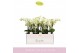 Phalaenopsis multiflora boquetto beauty 3-5 tak 