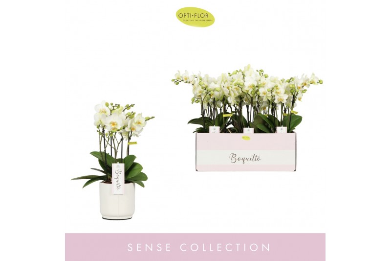 Phalaenopsis multiflora wit 3/5 tak boquetto beauty in white lazio 