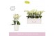 Phalaenopsis multiflora wit 3/5 tak boquetto beauty in white molise aq 