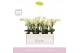 Phalaenopsis multiflora wit 3/5 tak boquetto beauty in white molise aq 