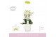 Phalaenopsis multiflora wit 3/5 tak boquetto beauty in white molise aq 