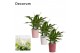 Spathiphyllum chopin 3+ bloem - Nienke keramiek, Luxury world 