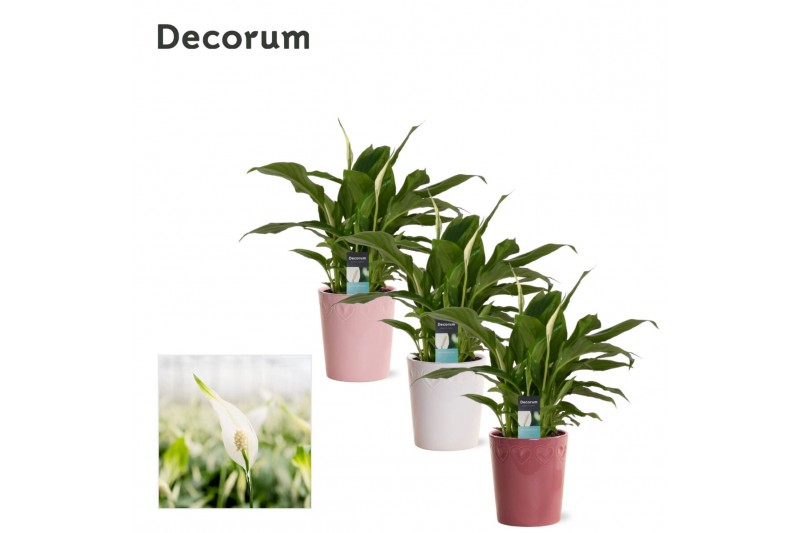 Spathiphyllum chopin 3+ bloem - Nienke keramiek, Luxury world Spathiphyllum chopin 3+ bloem - Nienke keramiek, Luxury world