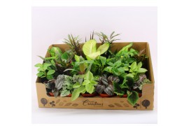 Kamerplanten mix + showdoos