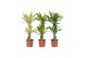 Dracaena fragr. mix 3 soorten Dracaena 3 color mix, 17 cm pot 2 pp 