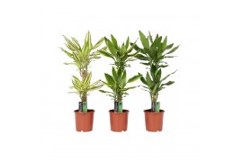 Dracaena fragr. mix 3 soorten Dracaena 3 color mix, 17 cm pot 2 pp