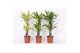 Dracaena fragr. mix 3 soorten Dracaena 3 color mix, 17 cm pot 2 pp 