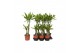 Dracaena fragr. golden coast Dracaena Golden Coast, 17 cm pot 2 pp 