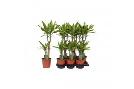 Dracaena fragr. golden coast Dracaena Golden Coast, 17 cm pot 2 pp