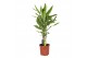 Dracaena fragr. golden coast Dracaena Golden Coast, 17 cm pot 2 pp 