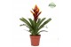 Intenso Purple Flame Vriesea 