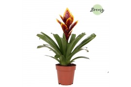 Intenso Purple Flame Vriesea