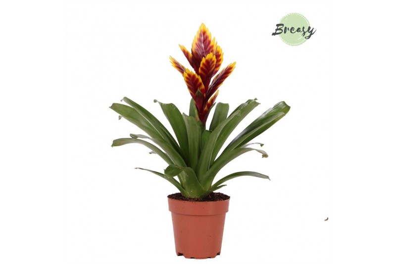 Intenso Purple Flame Vriesea 