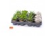 Succulenten mix SuPure® - 