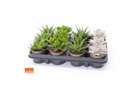 Succulenten mix SuPure® -