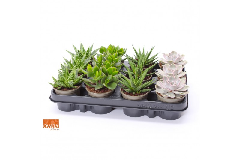 Succulenten mix SuPure® - 