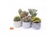 Cactus mix 5 soorten SuPure® - Cactus mix in Toledo 14 spines 