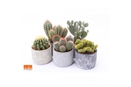 Cactus mix 5 soorten SuPure® - Cactus mix in Toledo 14 spines