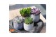 Cactus mix 5 soorten SuPure® - Cactus mix in Toledo 14 spines 