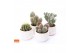 Cactus mix 4 soorten SuPure® - Cactus mix in Paros 15 spines 