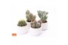 Cactus mix 4 soorten SuPure® - Cactus mix in Paros 15 spines