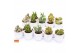 Cactus mix 5 soorten SuPure® - Cactus mix in Stockholm 7 spines 