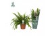 Nephrolepis exaltata green lady Air So Pure 