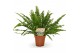 Nephrolepis exaltata green lady 