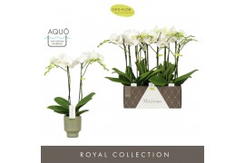 Phalaenopsis wit Maistro Mozart - 2 tak, 18+ bloem - 50cm - Emilia Gre