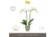 Phalaenopsis wit Maistro Mozart - 2 tak, 18+ bloem - 50cm - Emilia Gre 