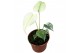 Monstera mint 