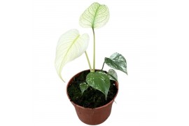 Monstera mint