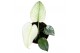 Monstera mint 