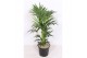 Howea forsteriana 