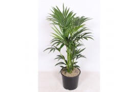 Howea forsteriana