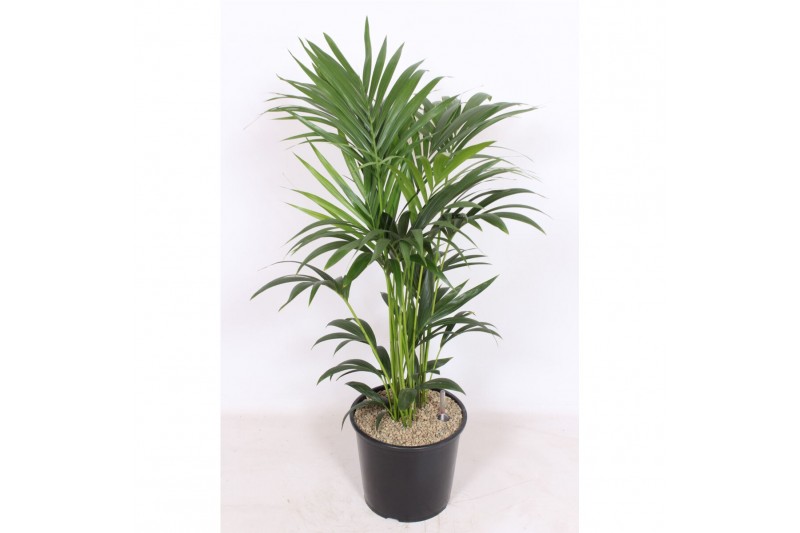 Howea forsteriana 