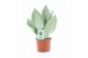 Sansevieria moonshine 
