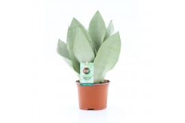 Sansevieria moonshine